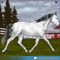 Horse Color:Blue Roan Splash Near Fewspot 