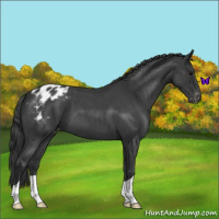 Horse Color:Blue Roan Appaloosa 