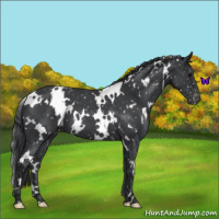 Horse Color:White Spotted Blue Roan Appaloosa