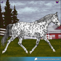 Horse Color:Blue Roan Near Leopard 