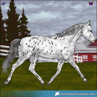 Horse Color:White Spotted Black Blanket 