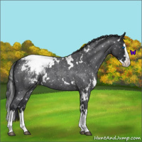 Horse Color:White Spotted Blue Roan Splash Appaloosa 