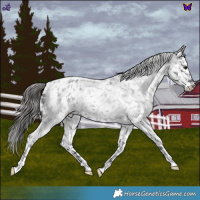 Horse Color:Blue Roan Appaloosa 