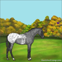 Horse Color:Blue Roan Appaloosa 