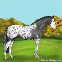 Horse Color:Blue Roan Splash Appaloosa 