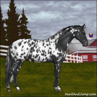 Horse Color:White Spotted Black Blanket 
