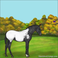 Horse Color:Blue Roan Snowcap 