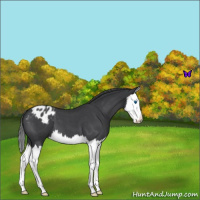 Horse Color:Blue Roan Splash Appaloosa