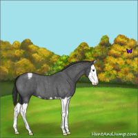 Horse Color:Blue Roan Splash Varnish 