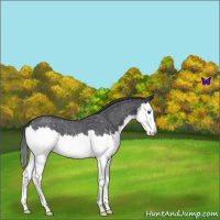 Horse Color:Blue Roan Splash Appaloosa