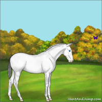 Horse Color:White Spotted Blue Roan Splash Appaloosa 
