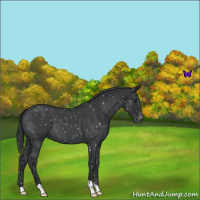 Horse Color:Blue Roan Appaloosa 