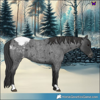Horse Color:Blue Roan Snowcap 