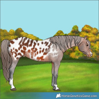 Horse Color:Bay Sabino Near Leopard 