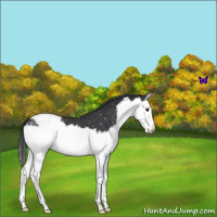 Horse Color:Blue Roan Splash Snowflake Varnish