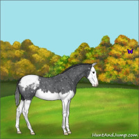 Horse Color:Blue Roan Splash Snowflake Varnish