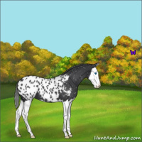 Horse Color:Blue Roan Splash Appaloosa 