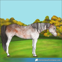 Horse Color:White Spotted Brown Rabicano 