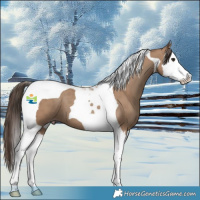 Horse Color:Classic Champagne Splash Tobiano 