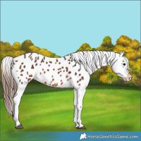 Horse Color:Brown Appaloosa 