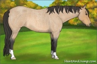 Horse Color:Buckskin Roan 