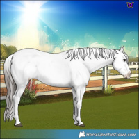 Horse Color:Blue Roan Snowcap 