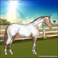 Horse Color:White Spotted Black Pearl Appaloosa 