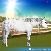 Horse Color:Blue Roan Splash Varnish 