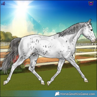 Horse Color:White Spotted Black Appaloosa