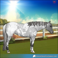 Horse Color:White Spotted Blue Roan Varnish 