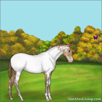 Horse Color:White Spotted Black Pearl Near Fewspot 