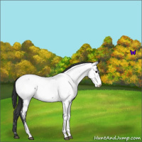 Horse Color:Black Near Fewspot 