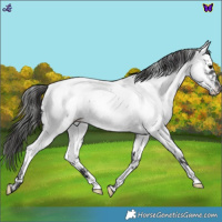 Horse Color:Blue Roan Near Fewspot 