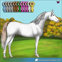 Horse Color:Blue Roan Appaloosa 