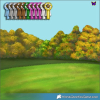 Horse Color:Blue Roan Appaloosa 