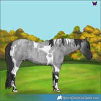 Horse Color:Blue Roan Tobiano 