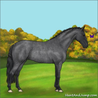Horse Color:Blue Roan Rabicano 