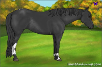 Horse Color:Black Tobiano Rabicano 