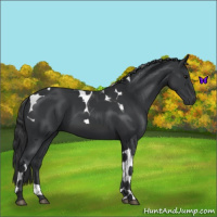 Horse Color:Black Tobiano 