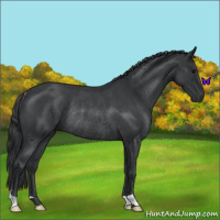 Horse Color:Blue Roan Rabicano 