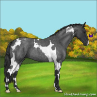 Horse Color:Blue Roan Tobiano