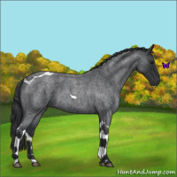 Horse Color:Blue Roan Tobiano 