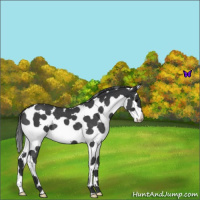 Horse Color:White Spotted Blue Roan Splash 