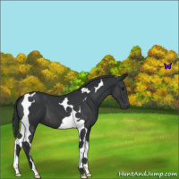 Horse Color:Black Tobiano 