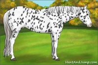 Horse Color:Black Tobiano Near Leopard 