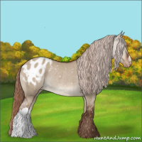 Horse Color:Liver Red Dun Appaloosa Rabicano 