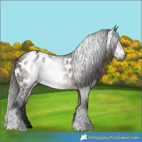 Horse Color:Gray Brown Tobiano Appaloosa 