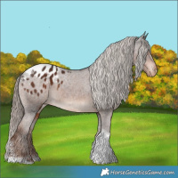 Horse Color:Liver Chestnut Tobiano Appaloosa 