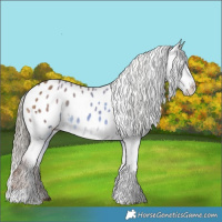Horse Color:Liver Red Dun Tobiano Appaloosa 