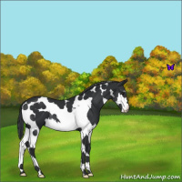 Horse Color:Black Splash Tobiano 